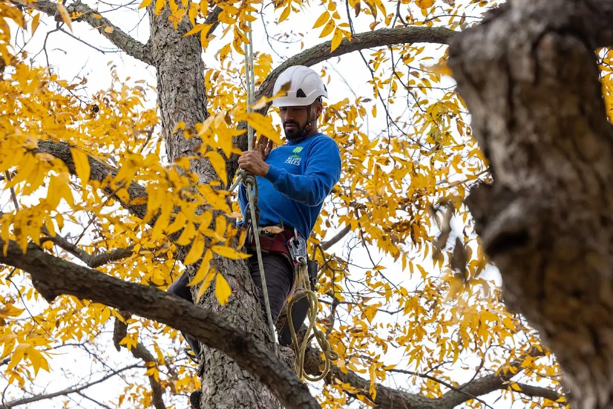 Skilled Tree Planing crew working in Montville