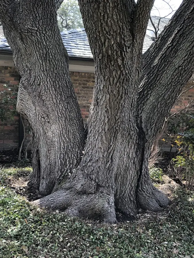 Mature heritage tree close to a Montville property cared for by certified arborists